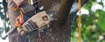 Leaf Removal in Butler, IN