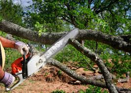 Best Stump Grinding and Removal  in Butler, IN