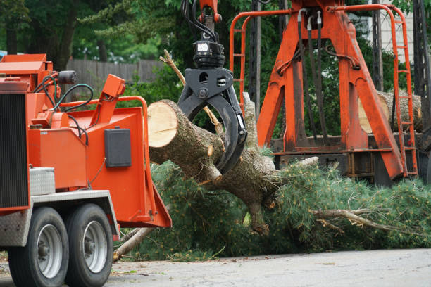 How Our Tree Care Process Works  in  Butler, IN